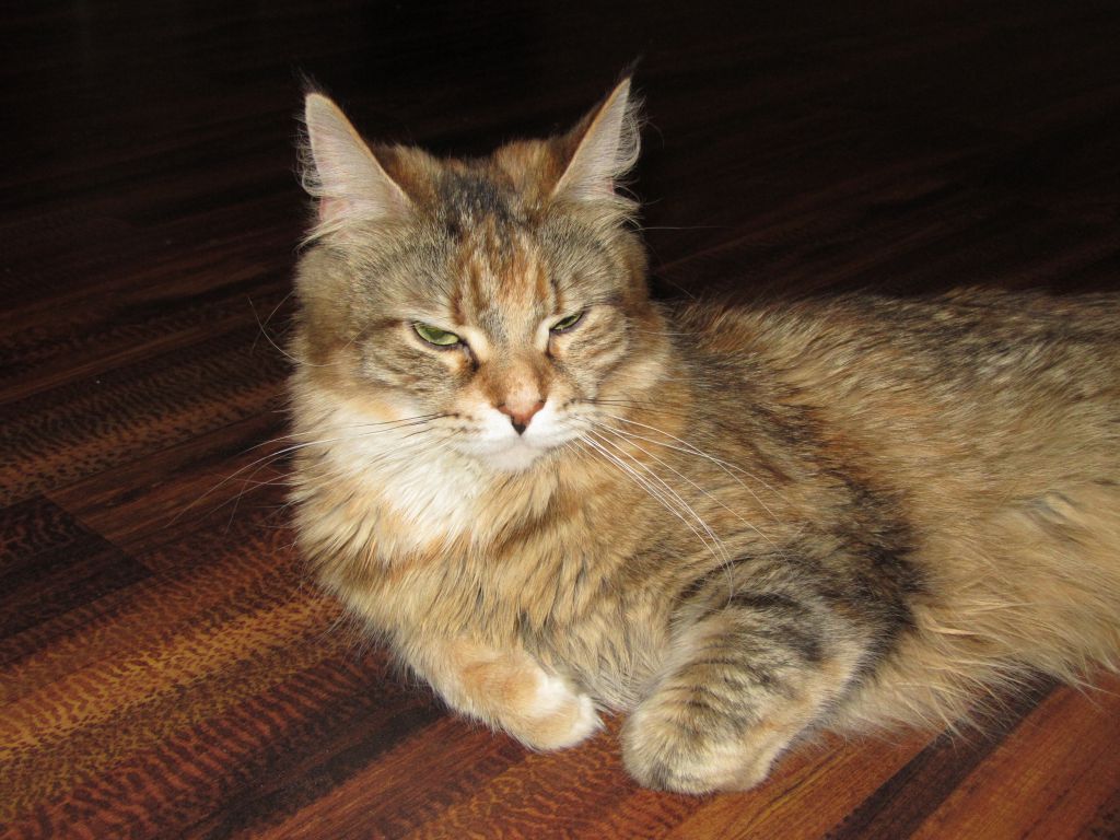 Кошка мейн кун Юки (IMG_0223)