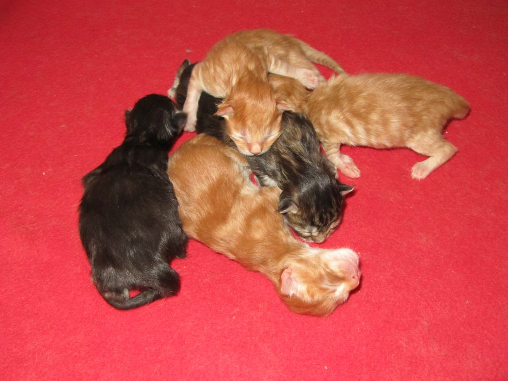 Котята мейн-кун (IMG_2729)