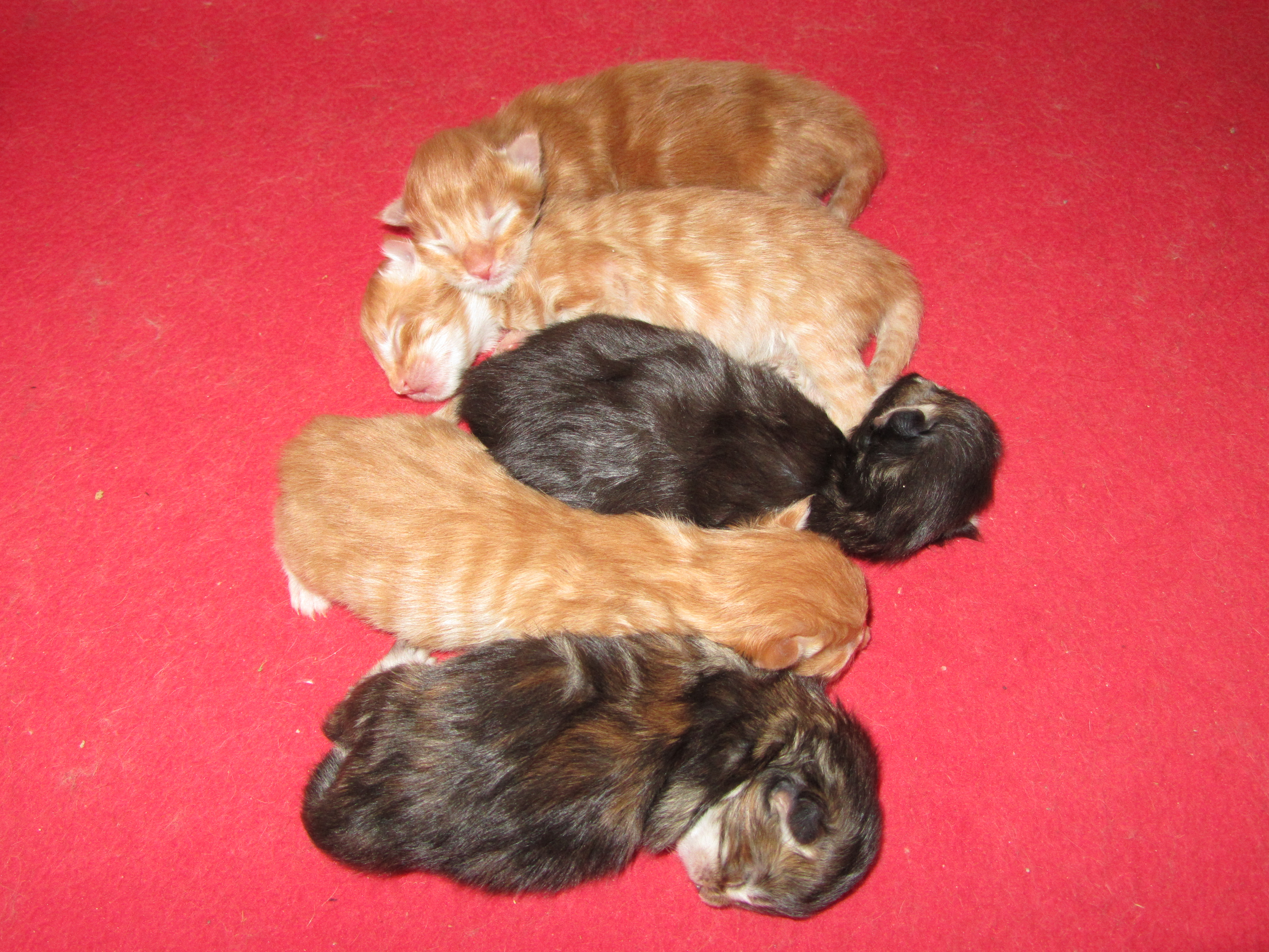 Котята мейн-кун (IMG_2744)