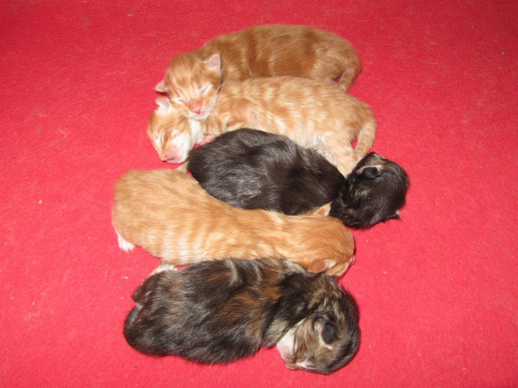 Котята мейн-кун (IMG_2744)