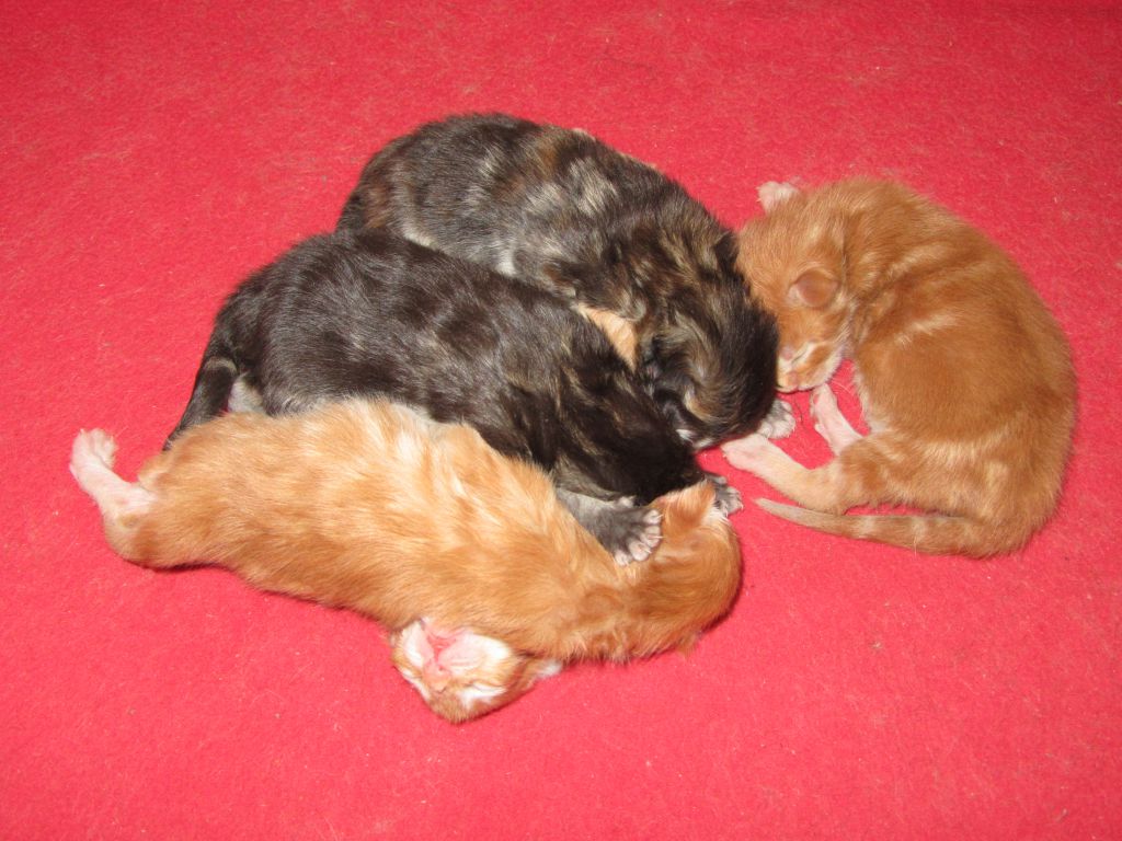 Котята мейн-кун (IMG_2752)