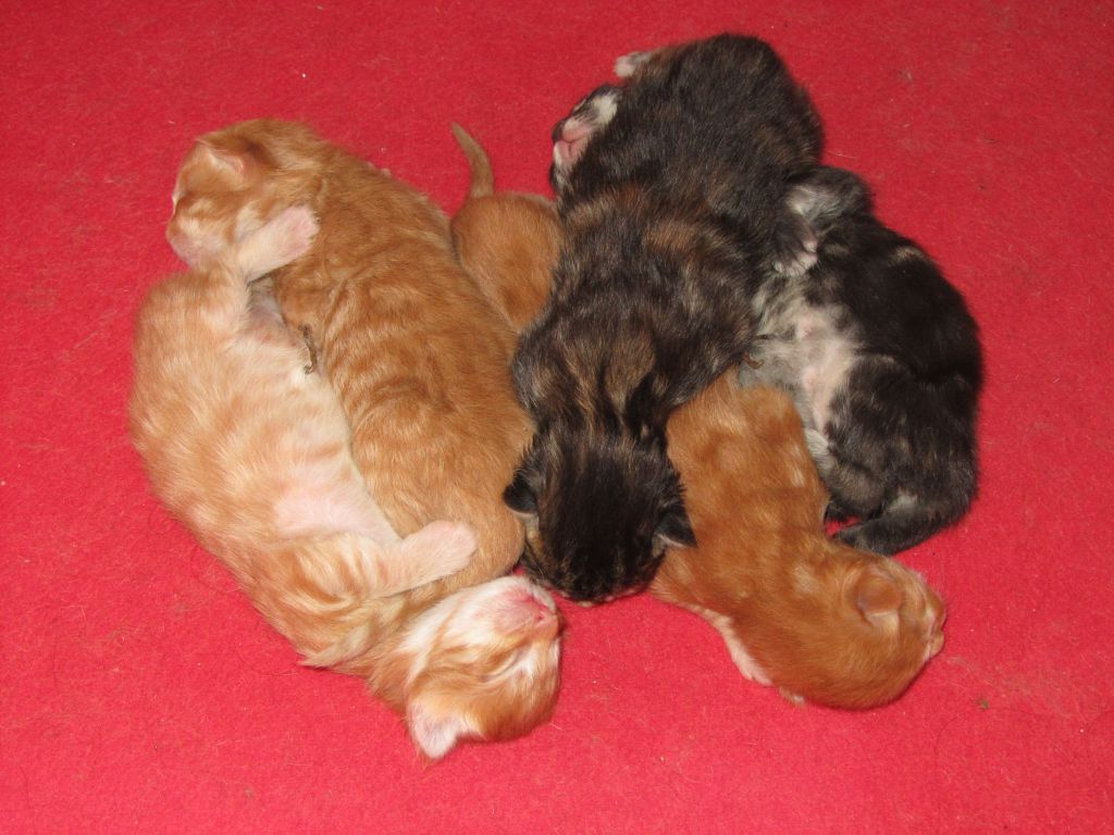 Котята мейн-кун (IMG_2762)