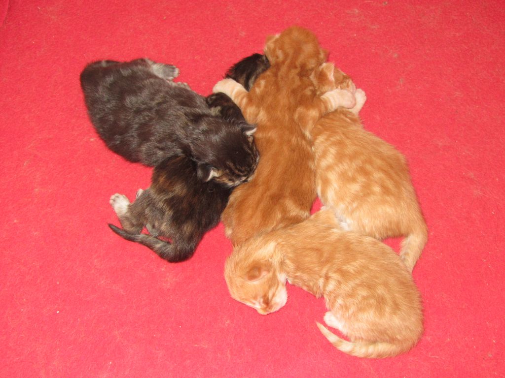 Котята мейн-кун (IMG_2765)