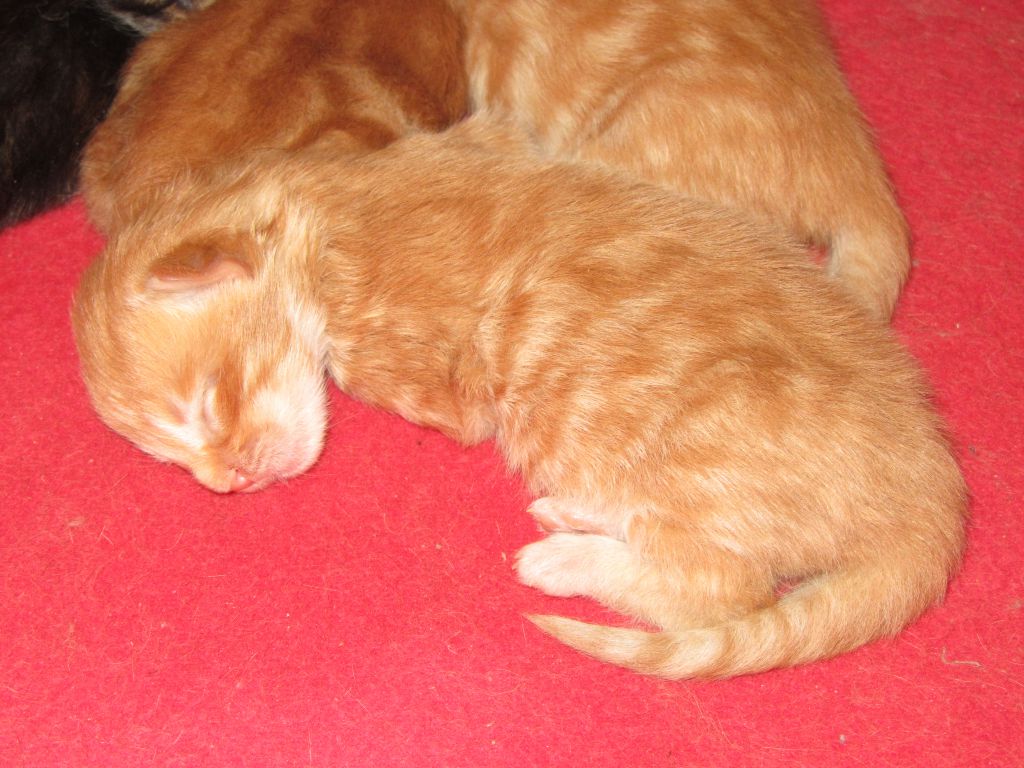 Котята мейн-кун (IMG_2769)