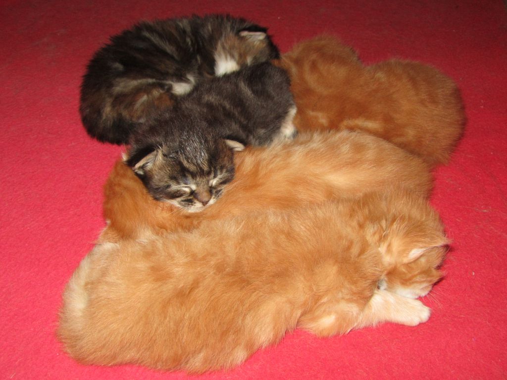 Котята мейн-кун (IMG_2791)