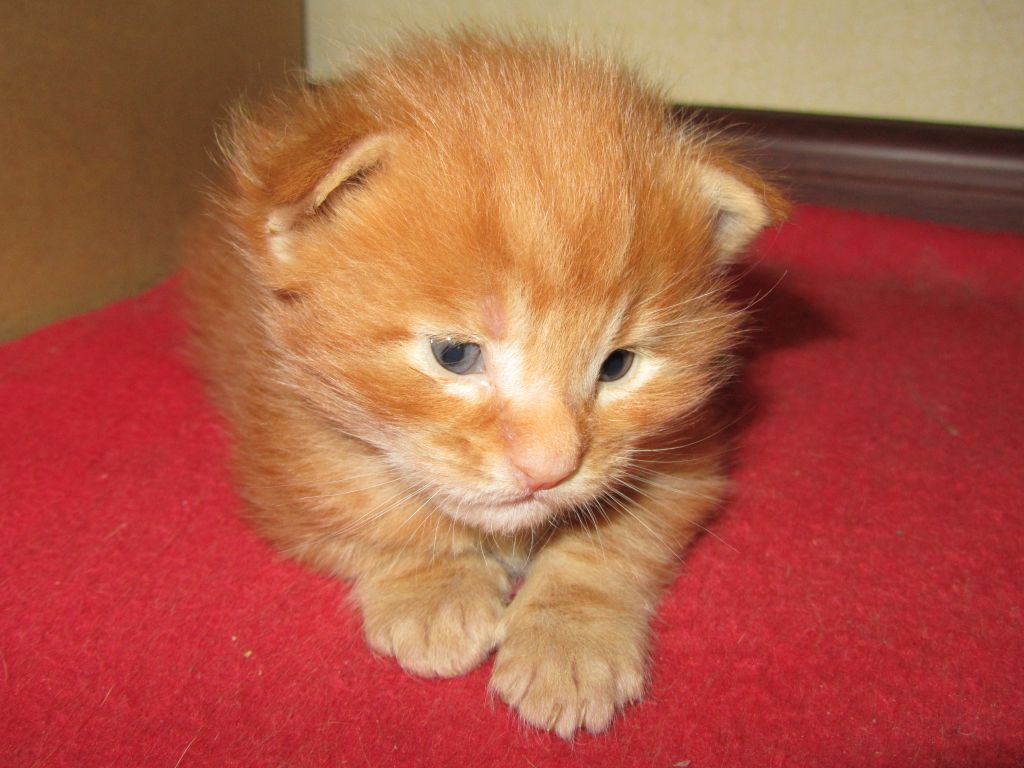 Котята мейн-кун (IMG_2809)