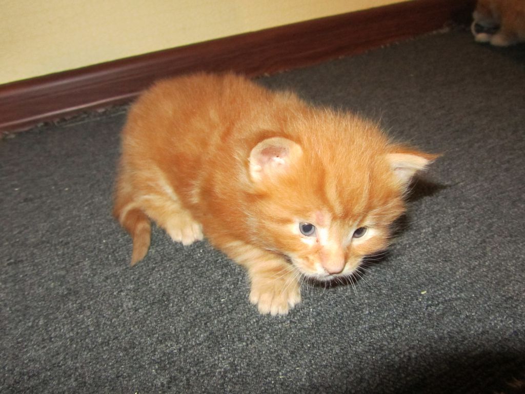 Котята мейн-кун (IMG_2870)
