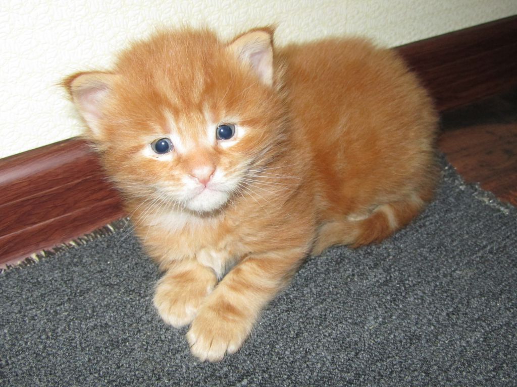 Котята мейн-кун (IMG_2878)