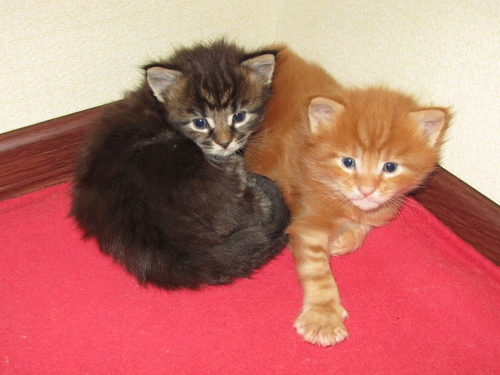 Котята мейн-кун (IMG_2885)
