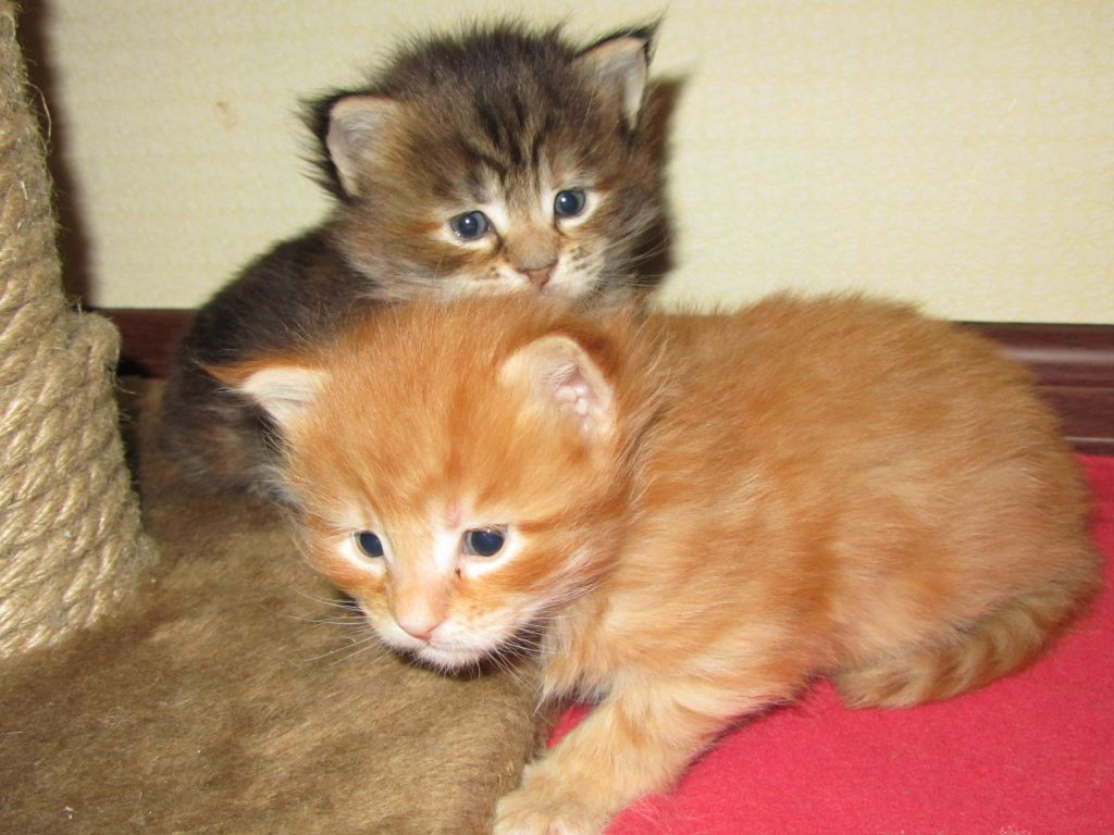 Котята мейн-кун (IMG_2893)