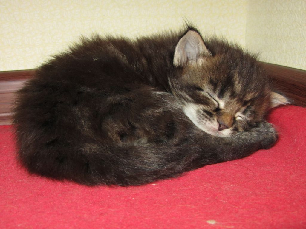 Котята мейн-кун (IMG_2895)