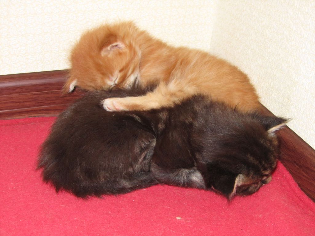 Котята мейн-кун (IMG_2902)