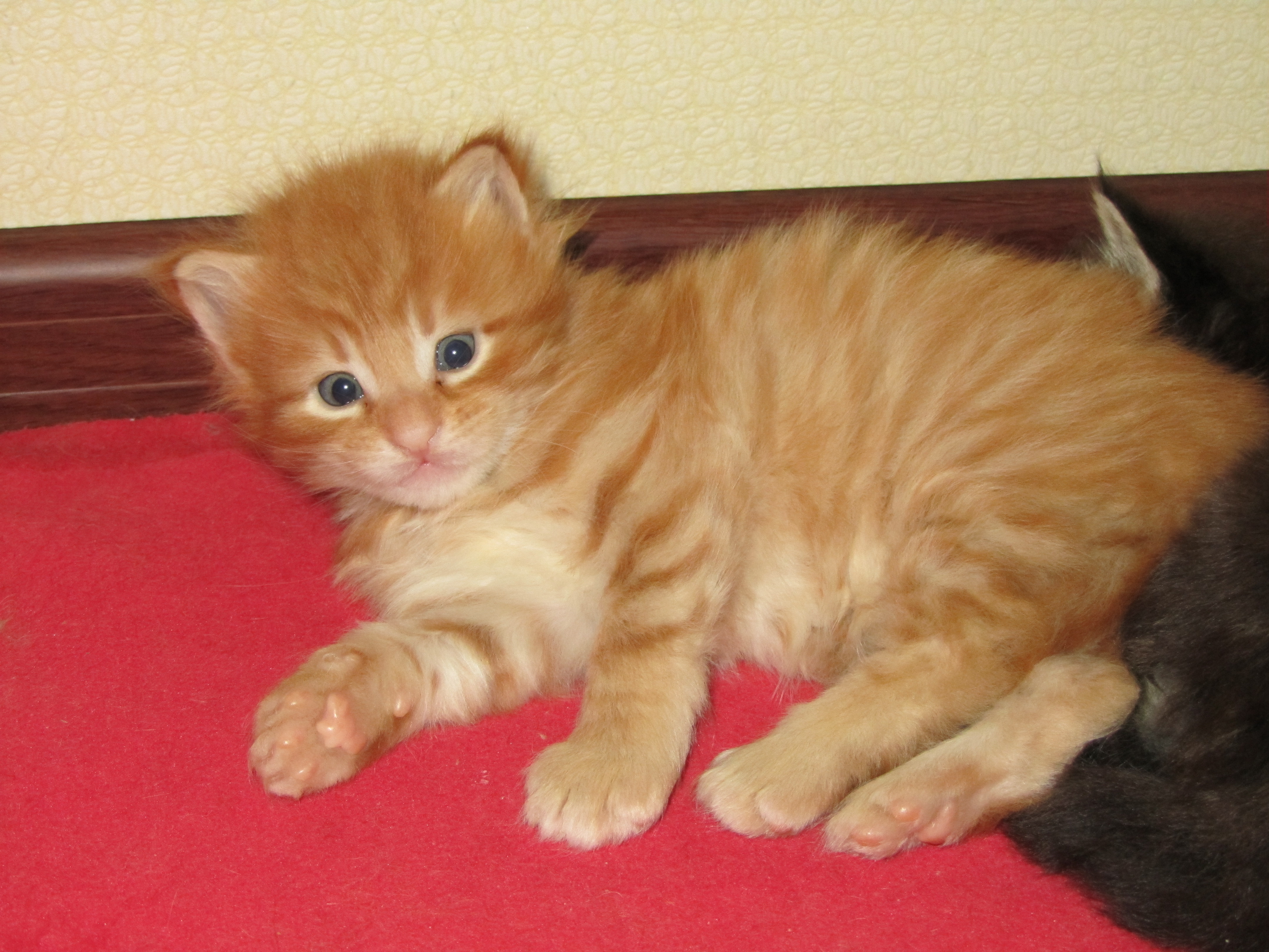 Котята мейн-кун (IMG_2904)