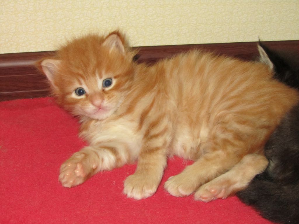 Котята мейн-кун (IMG_2904)