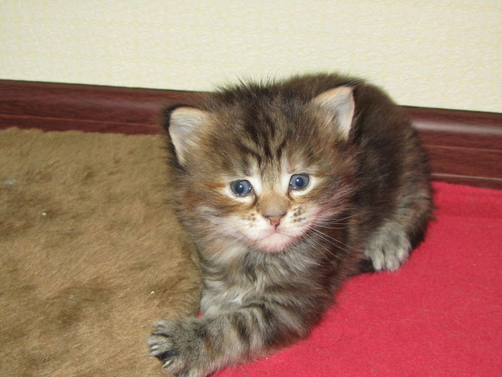 Котята мейн-кун (IMG_2905)