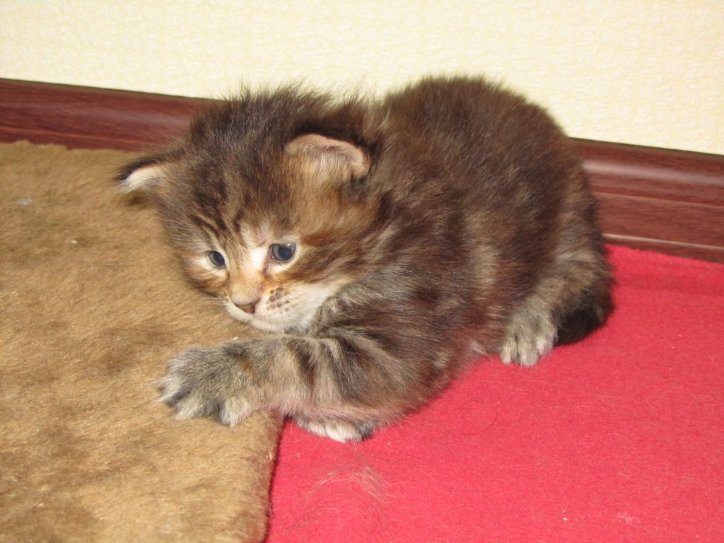 Котята мейн-кун (IMG_2906)