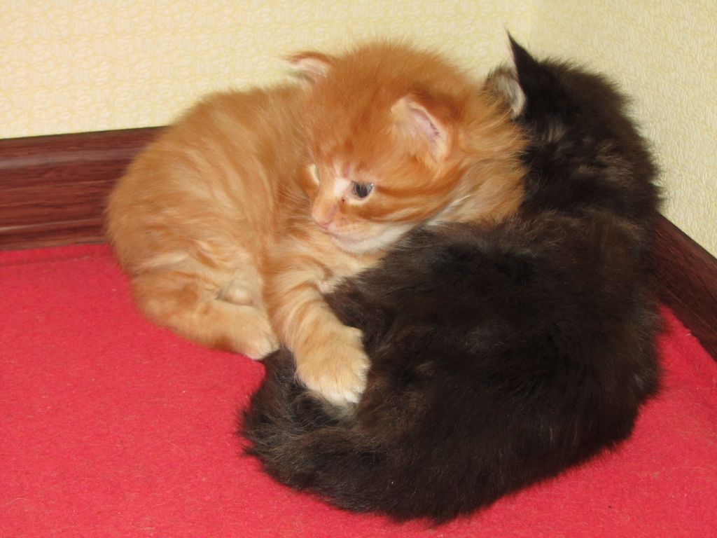 Котята мейн-кун (IMG_2909)