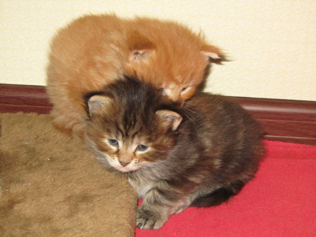 Котята мейн-кун (IMG_2914)