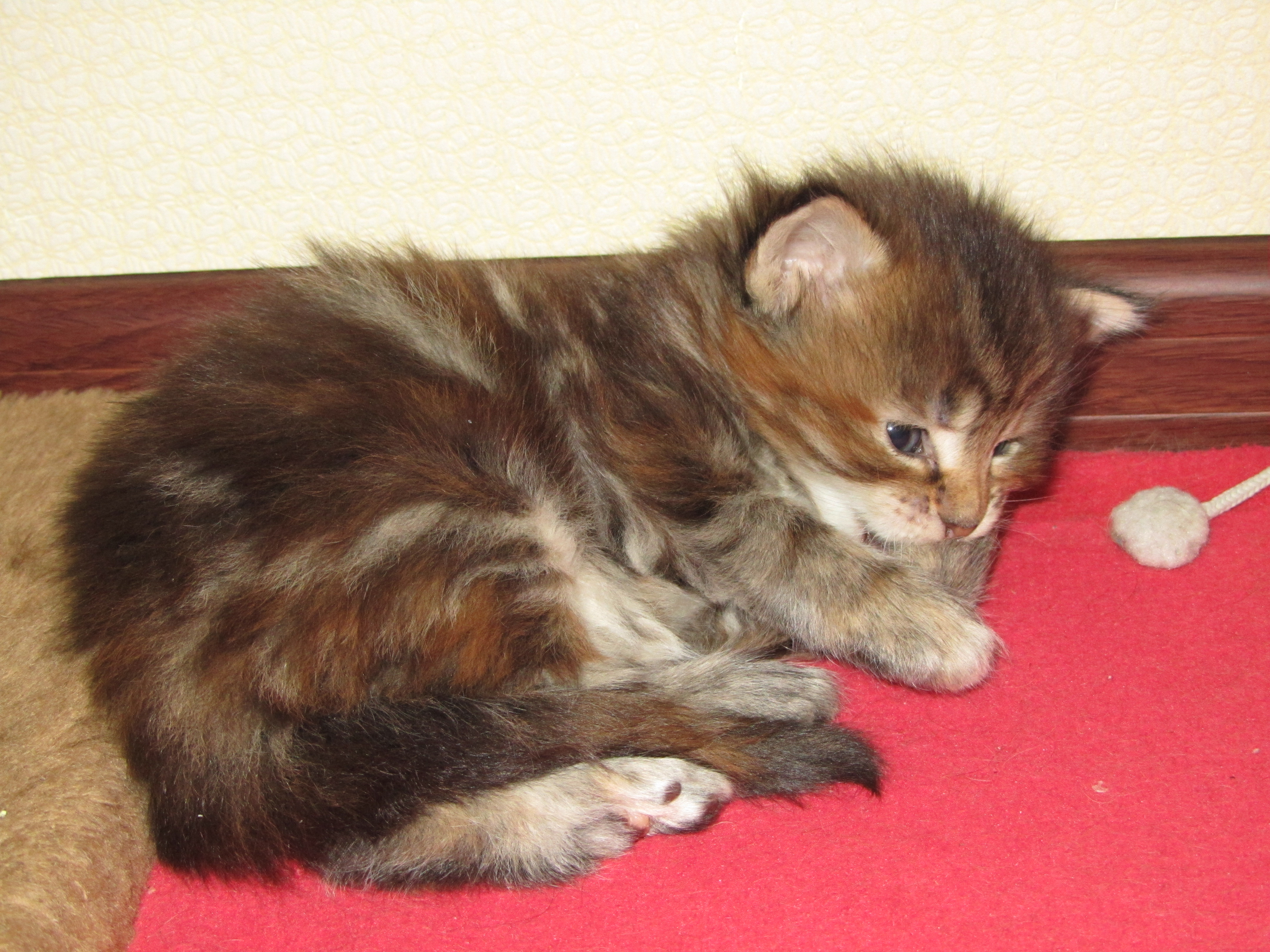 Котята мейн-кун (IMG_2919)