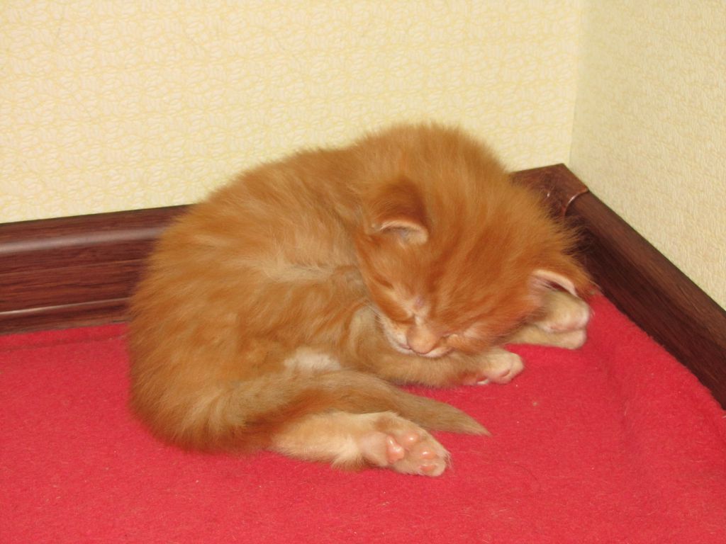 Котята мейн-кун (IMG_2920)