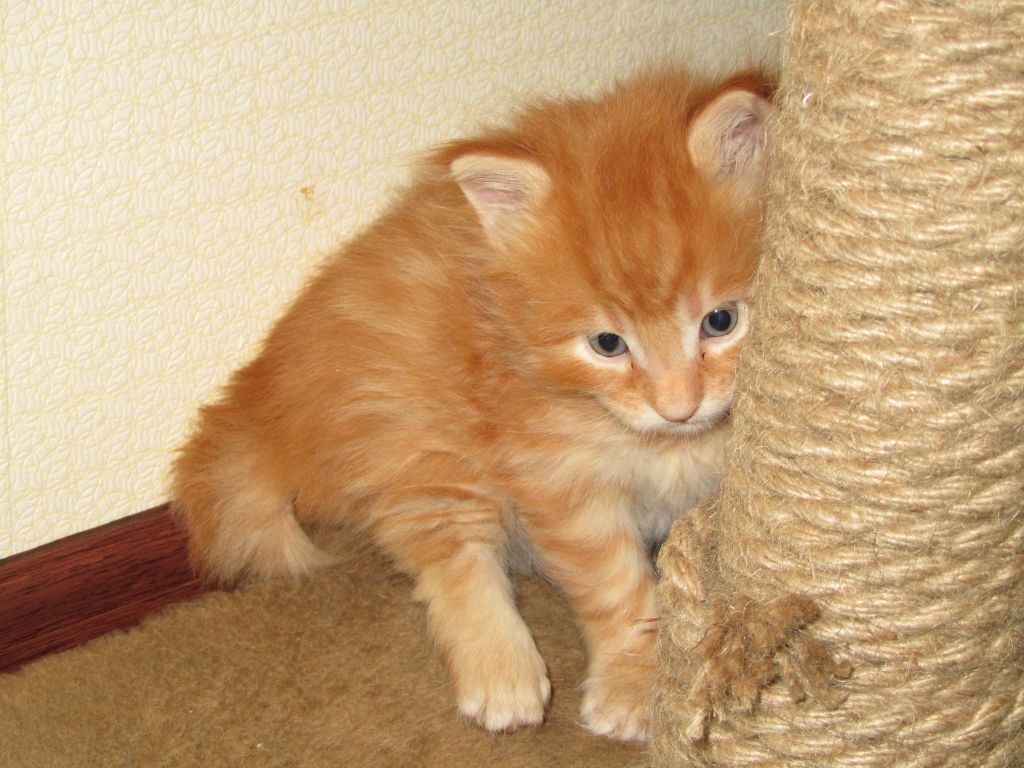 Котята мейн-кун (IMG_2938)