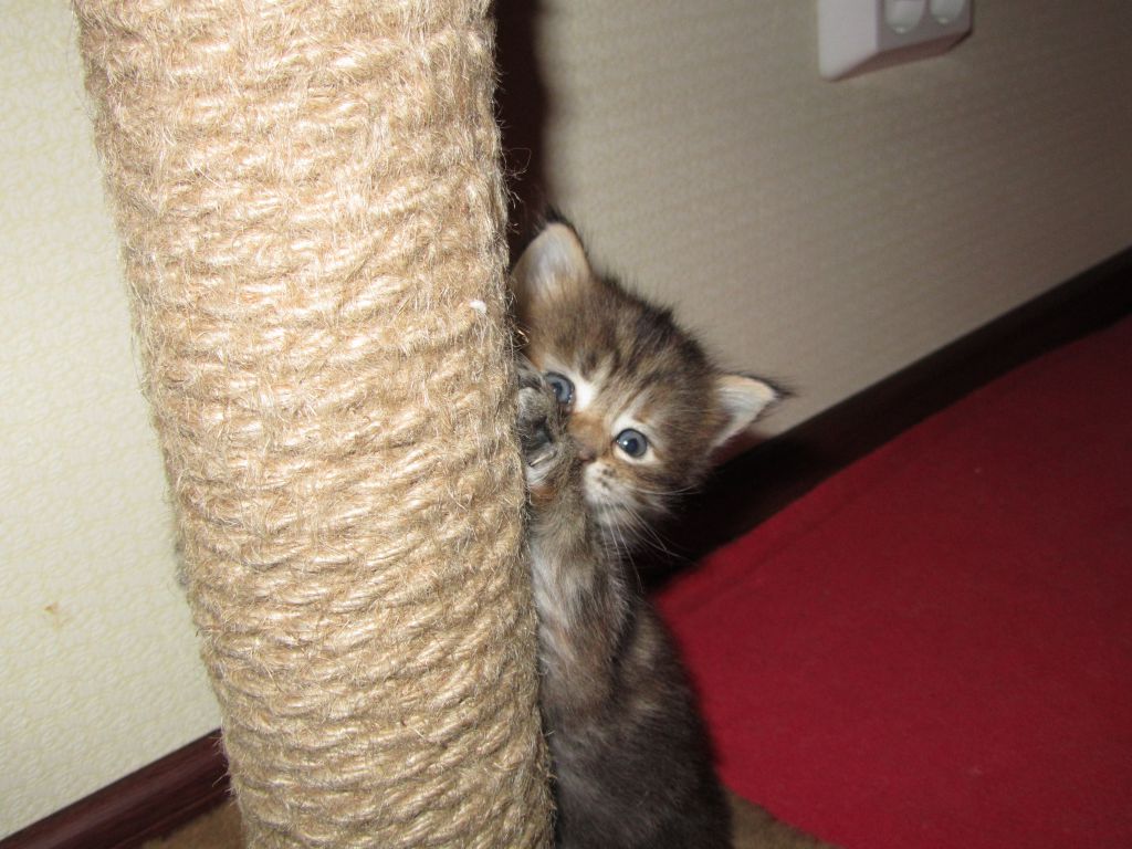 Котята мейн-кун (IMG_2939)