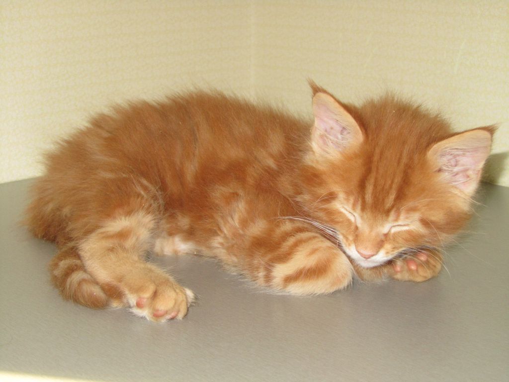 Котята мейн-кун (IMG_2979)
