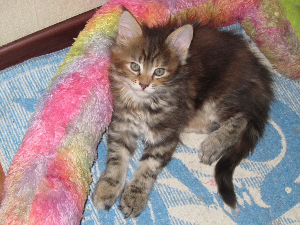 Котята мейн-кун (IMG_2983)