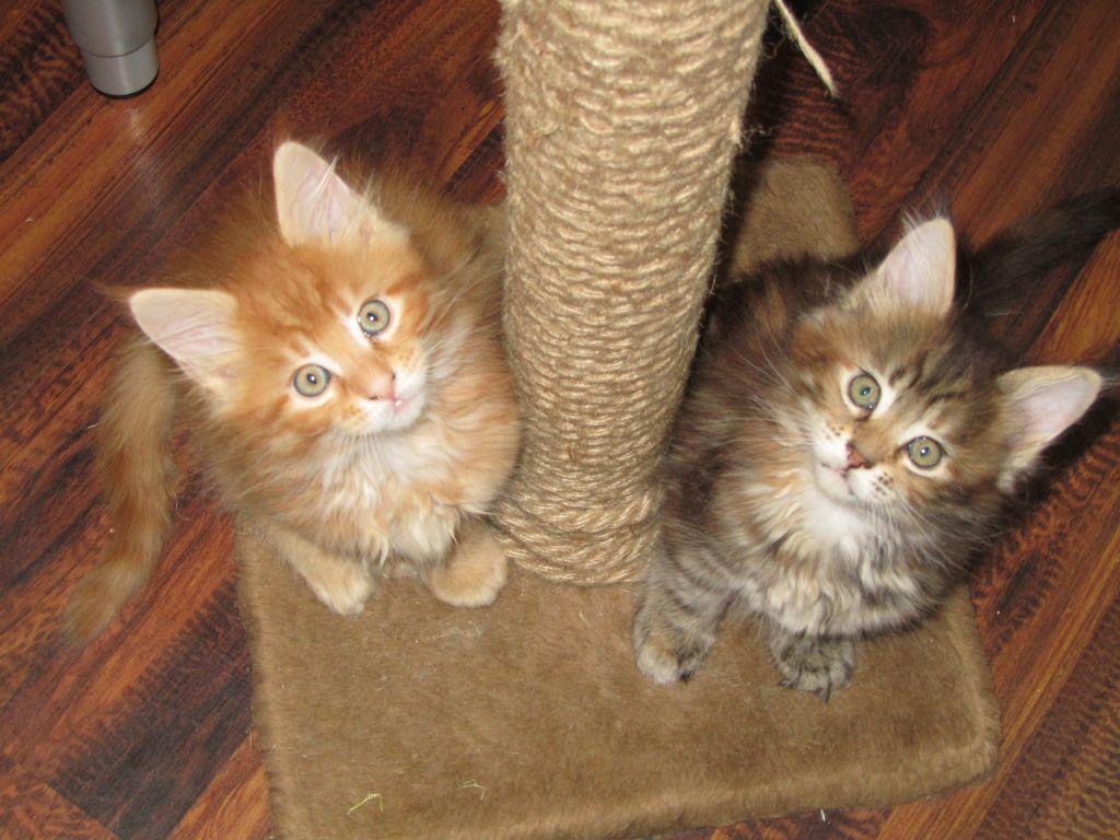 Котята мейн-кун (IMG_2991)