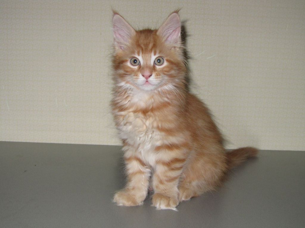 Котята мейн-кун (IMG_3006)
