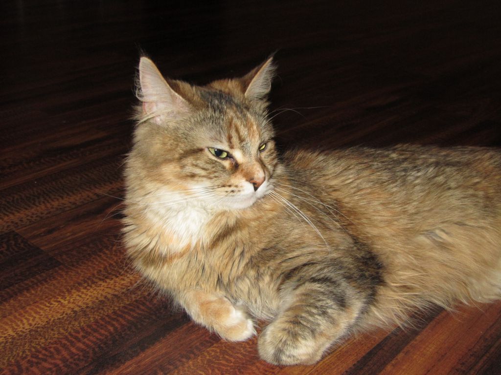 Кошка мейн кун Юки (IMG_0230)