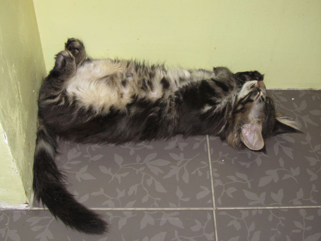 Котята мейн-кун (IMG_3036)