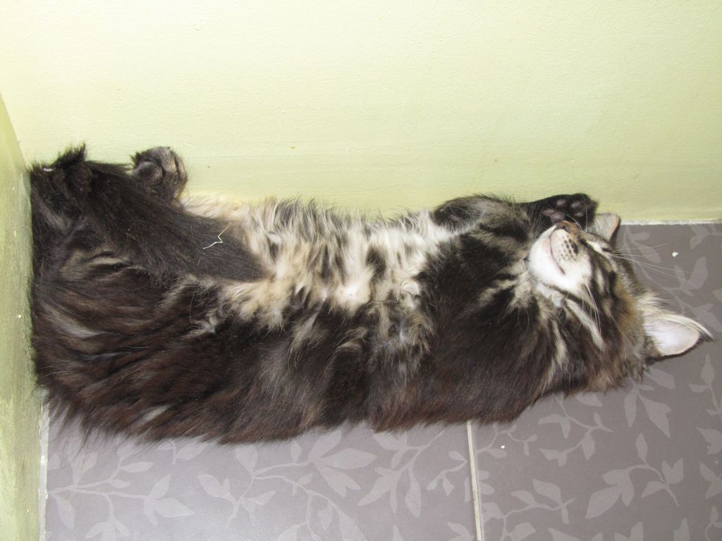 Котята мейн-кун (IMG_3047)