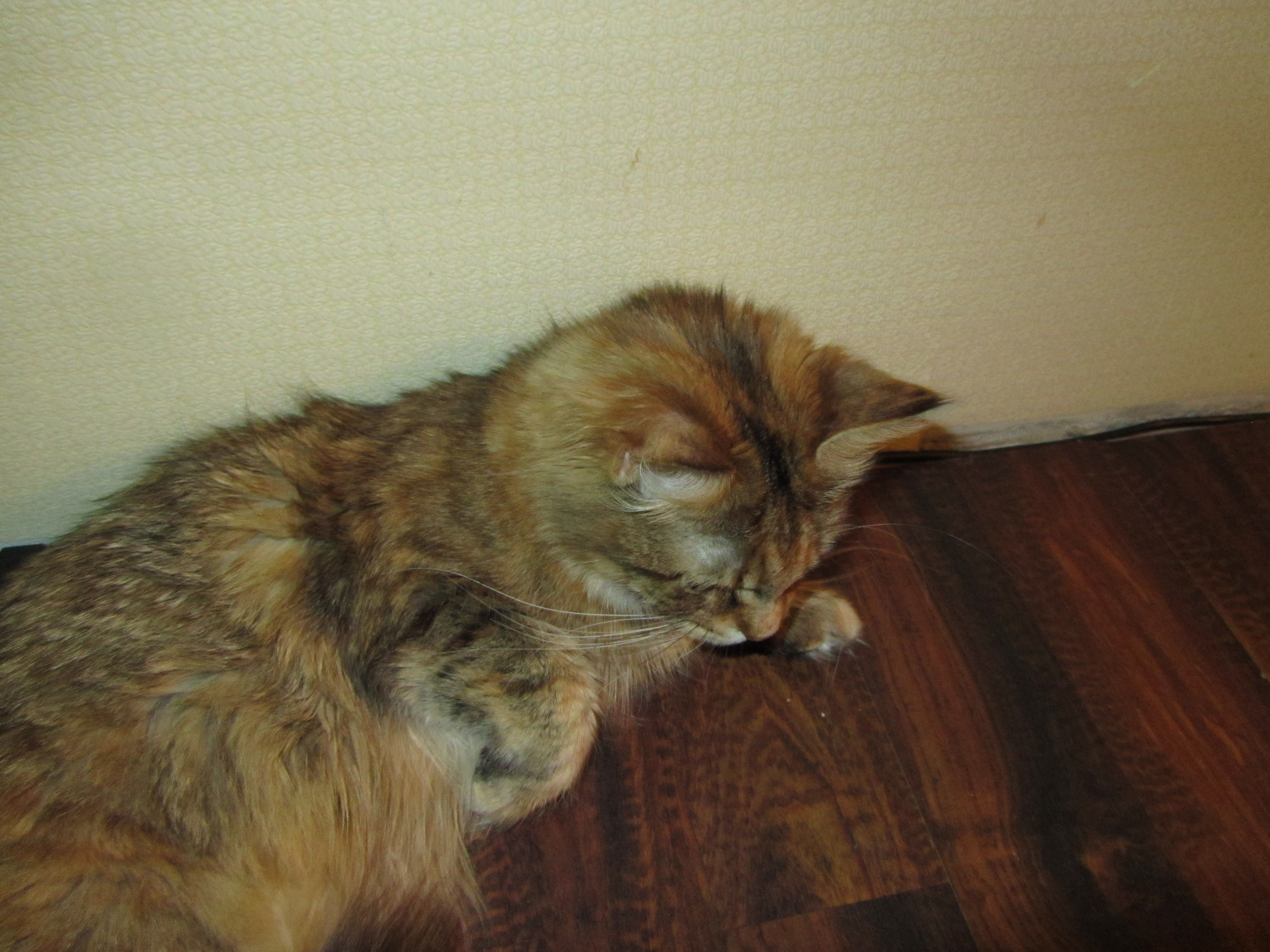 Кошка мейн кун Юки (IMG_0236)
