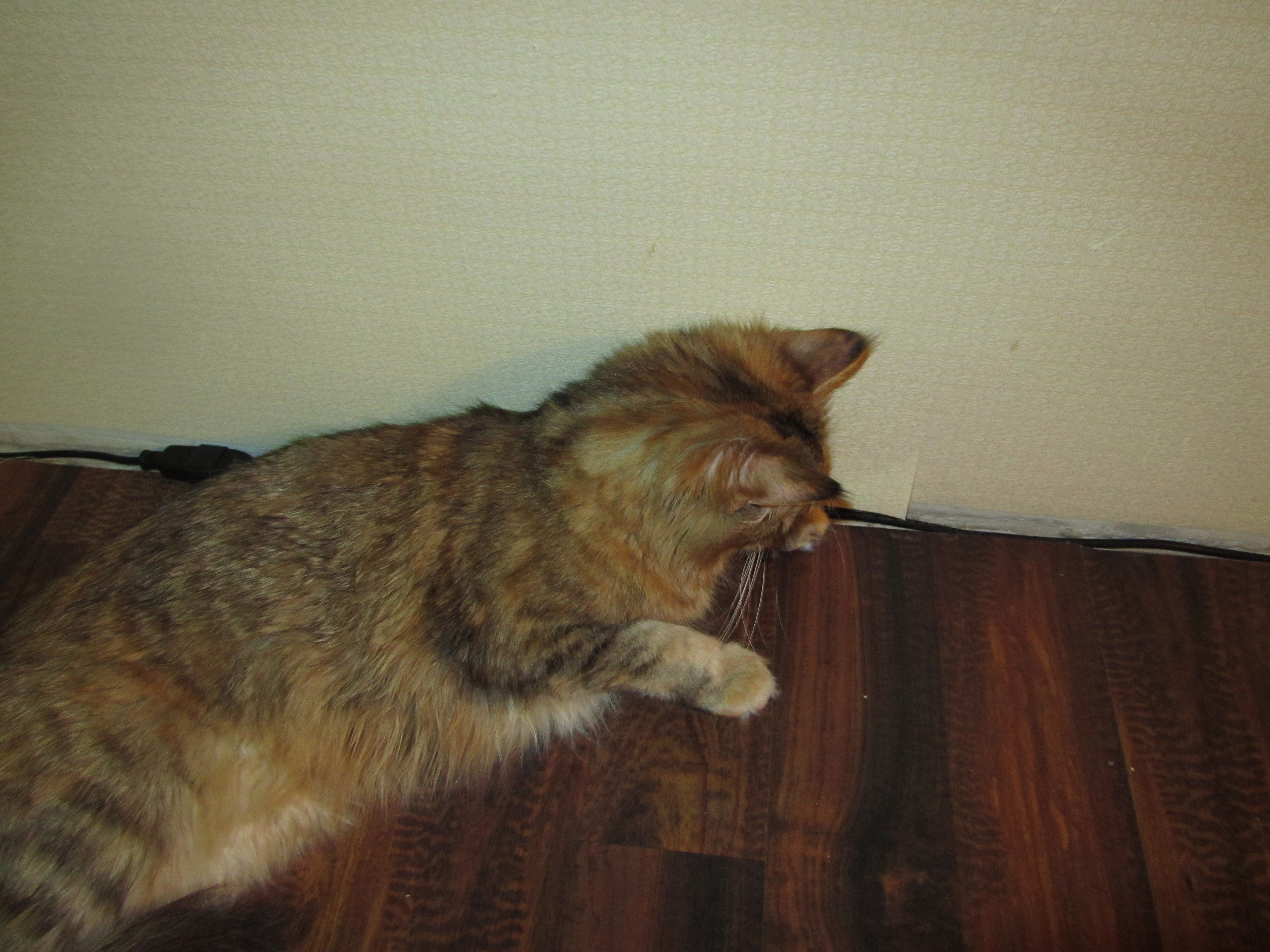 Кошка мейн кун Юки (IMG_0237)