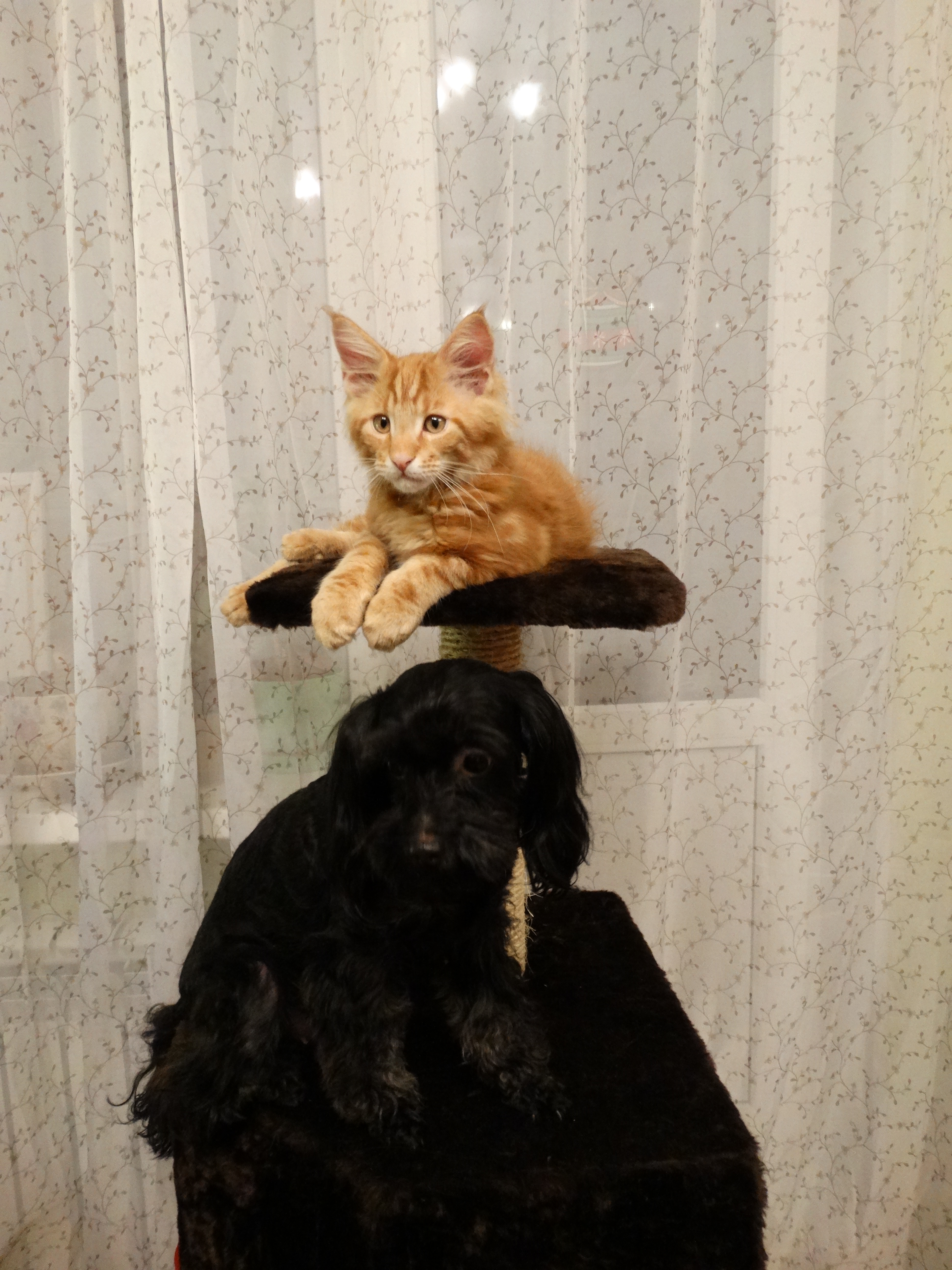 Кот мейн кун Ланселот (DSC00112)