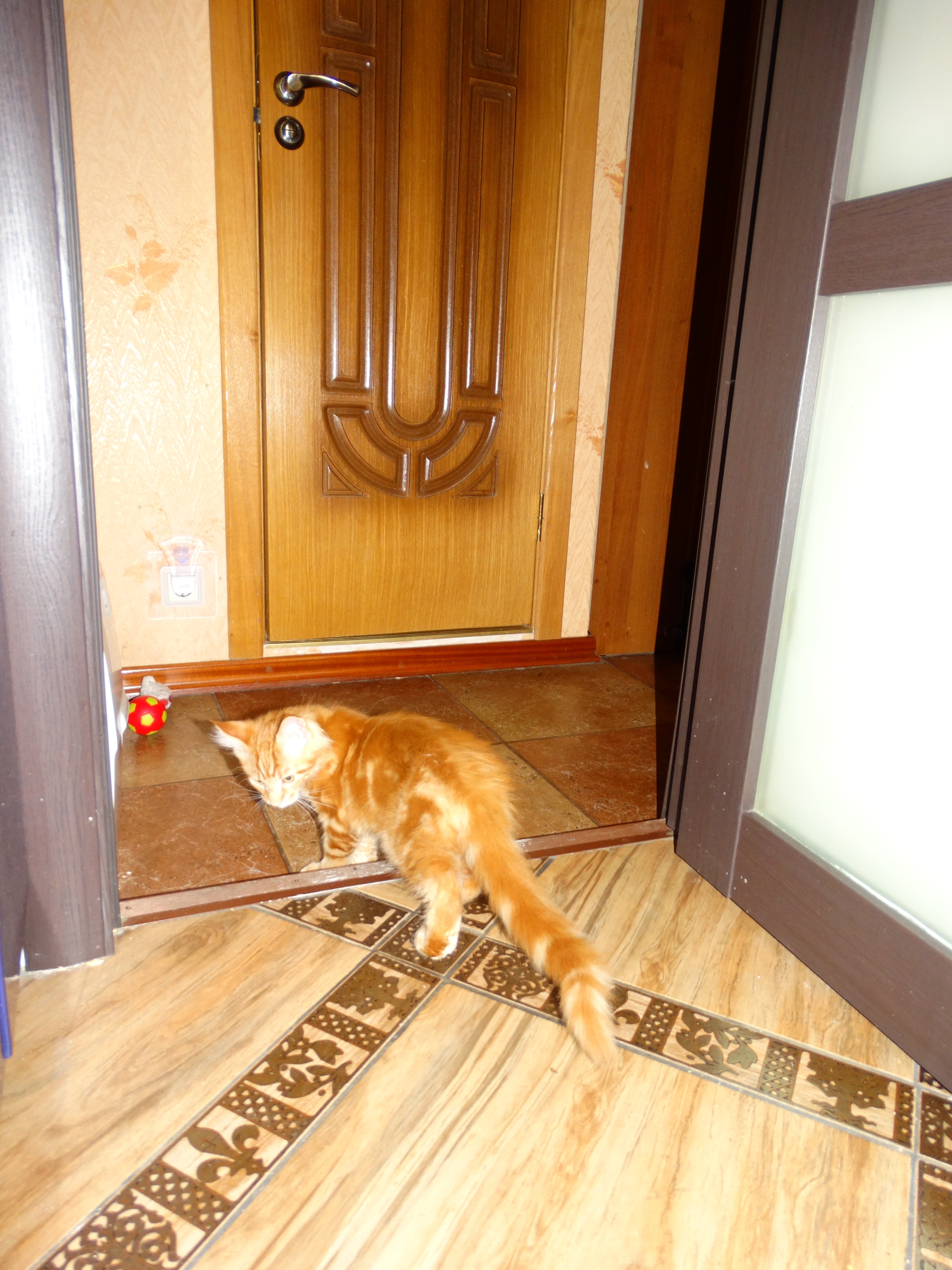 Кот мейн кун Ланселот (DSC00101)