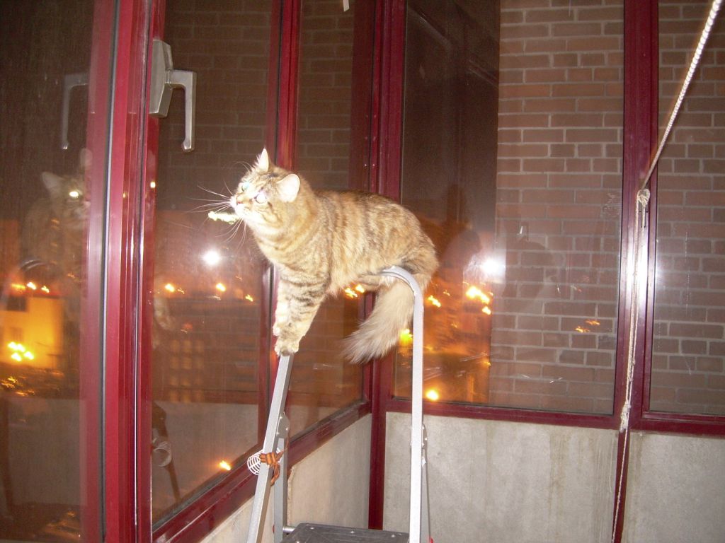 Кошка мейн кун Юки (DSCN1777)