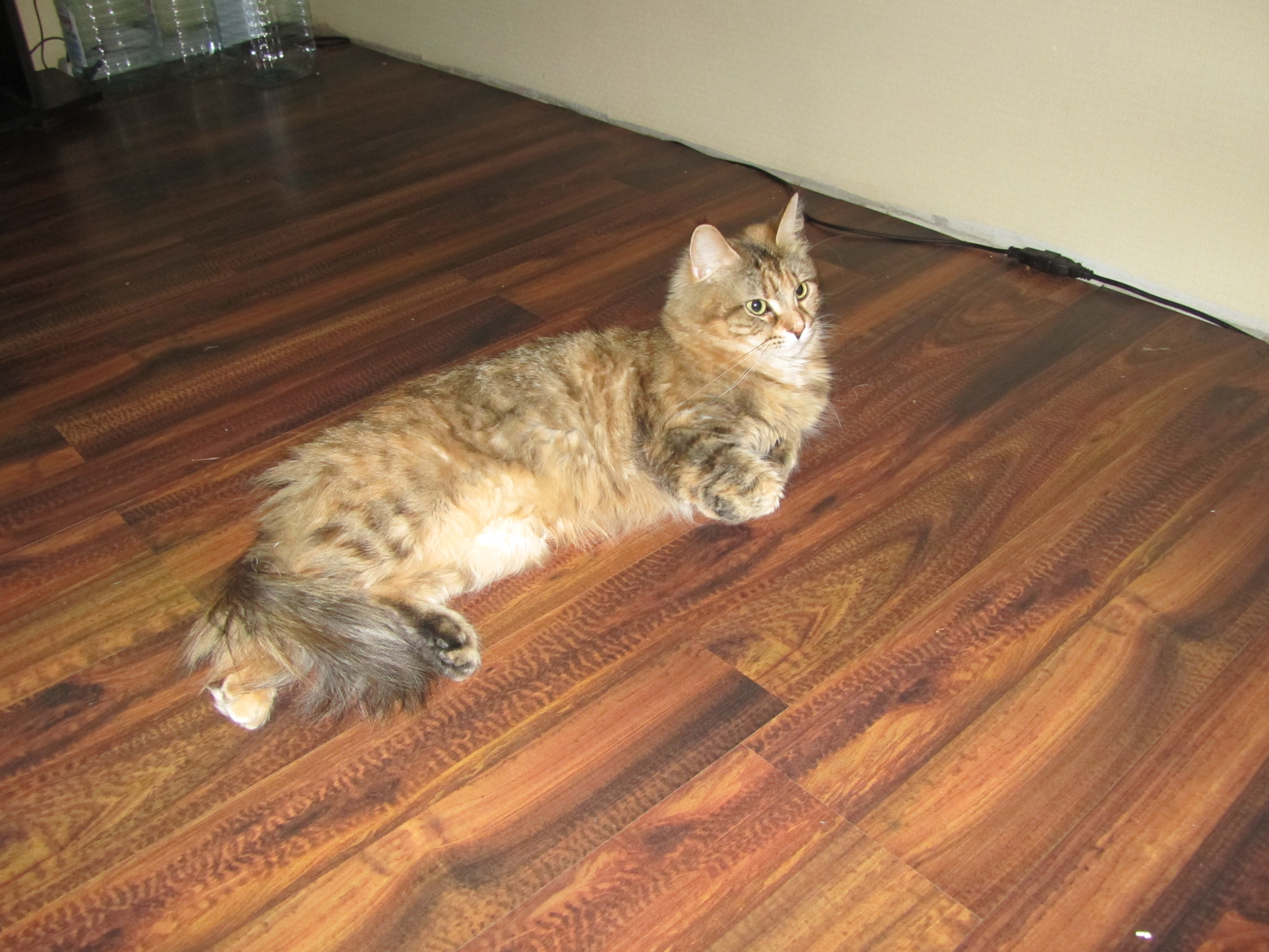 Кошка мейн кун Юки (IMG_0259)