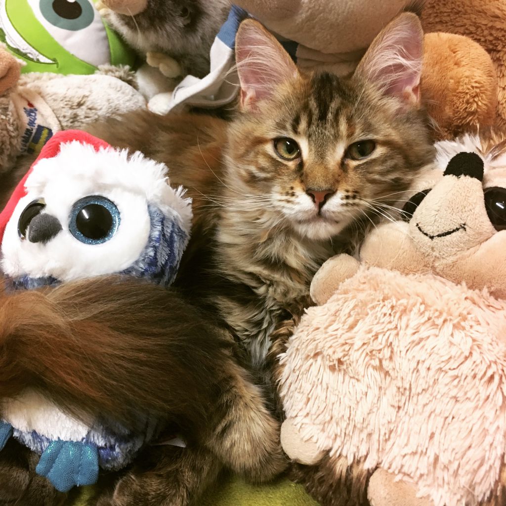 Кошка мейн кун Рысёна (4)