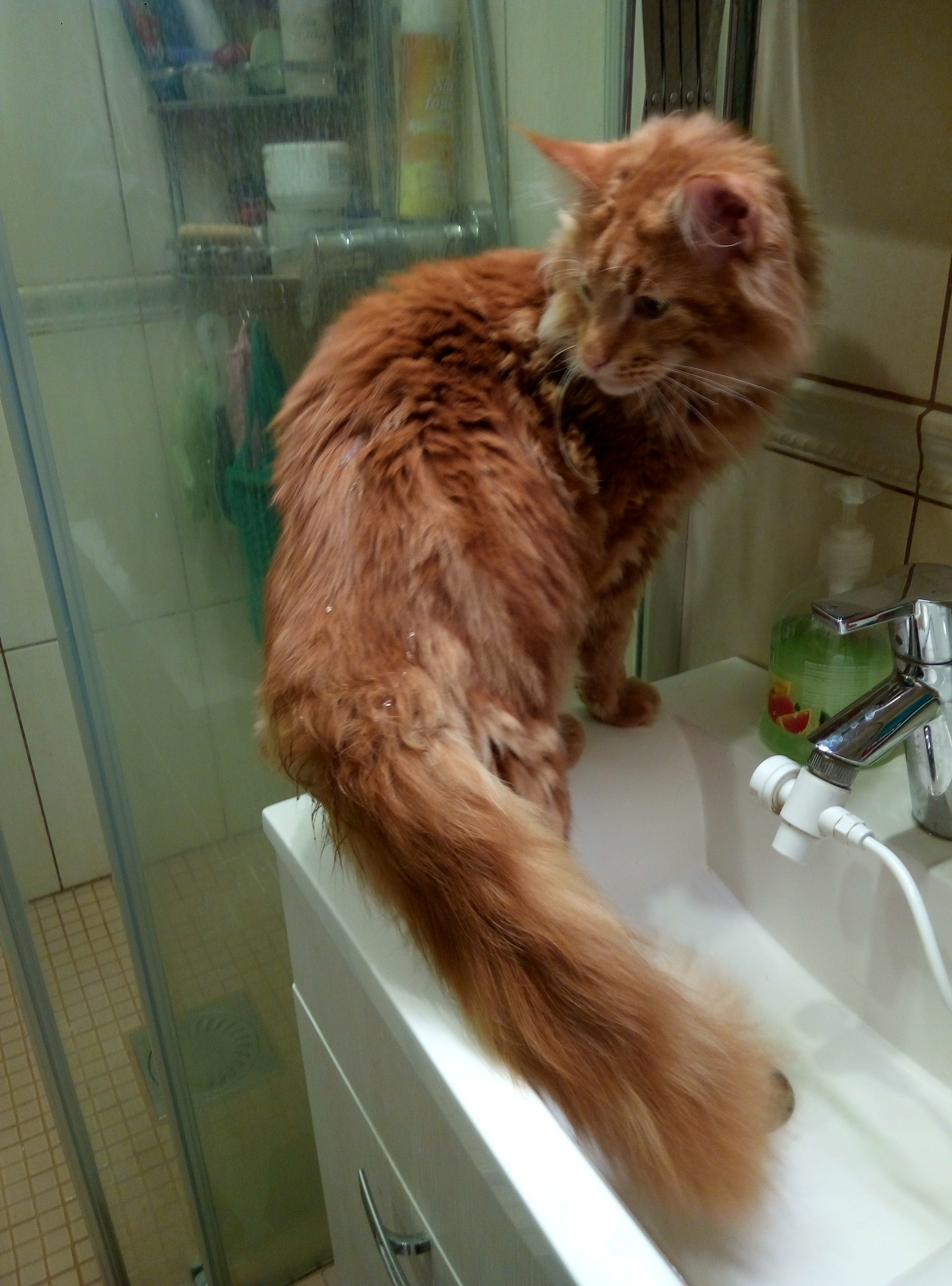 Кот мейн кун Ланселот