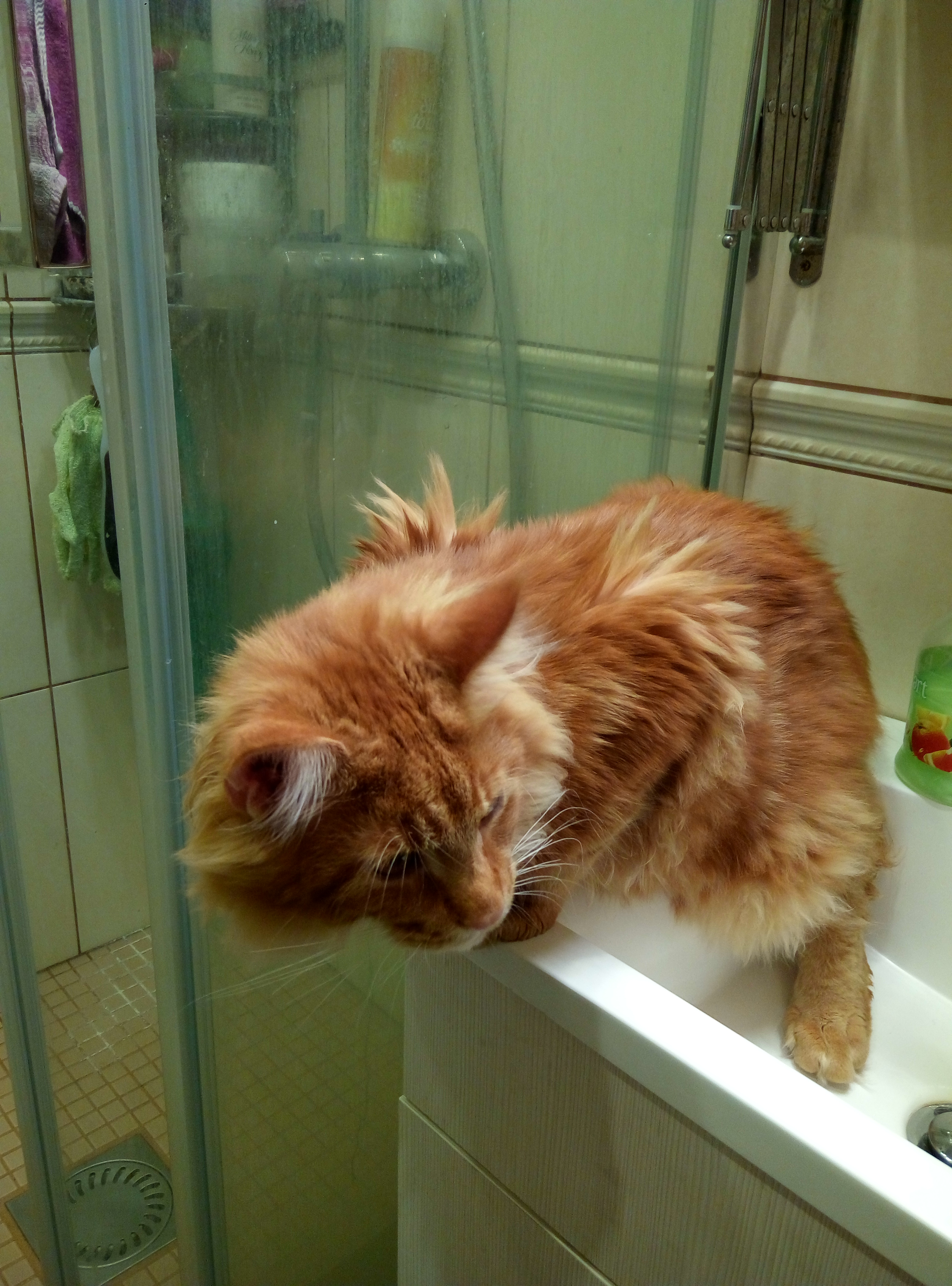Кот мейн кун Ланселот