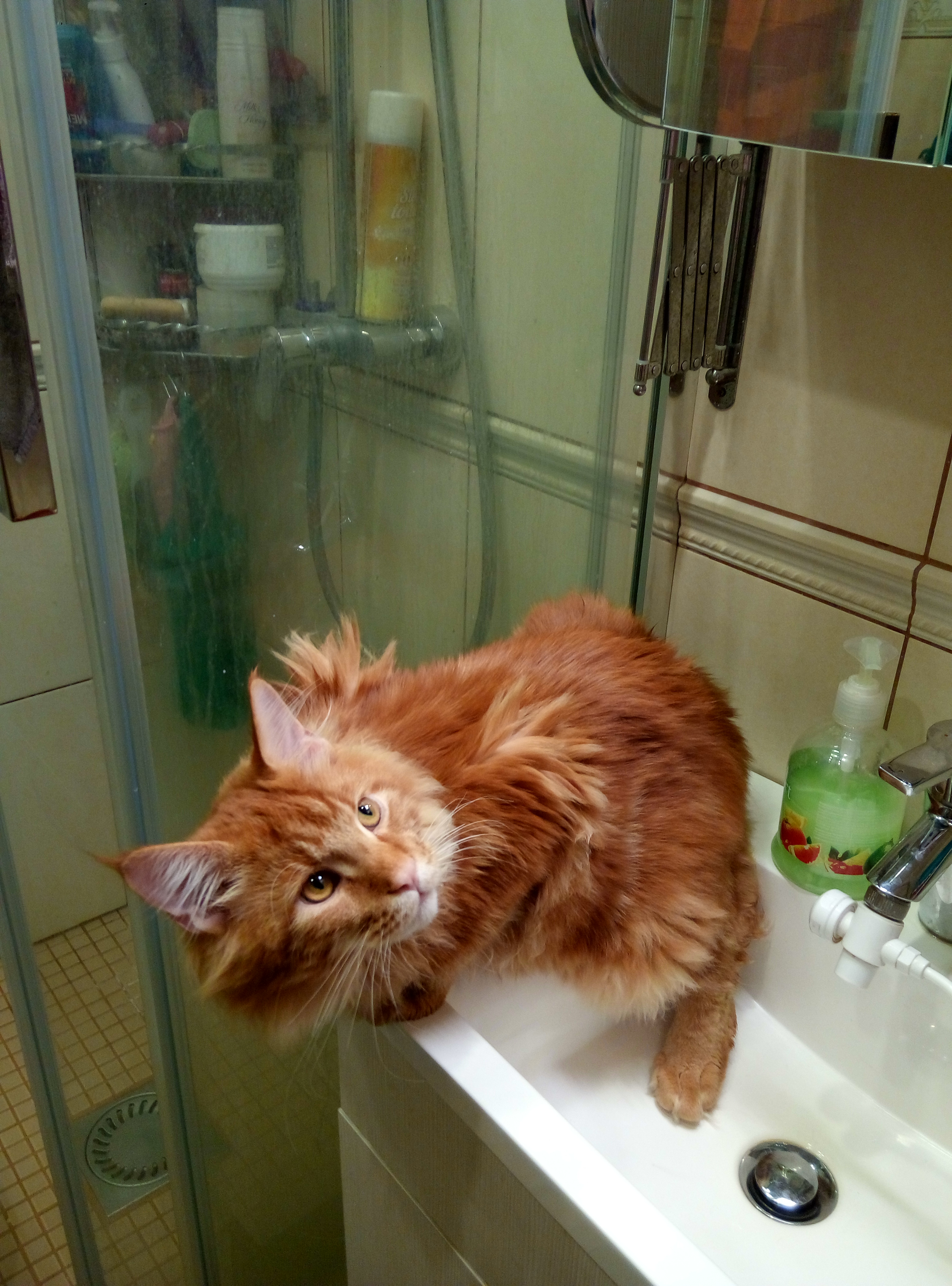 Кот мейн кун Ланселот
