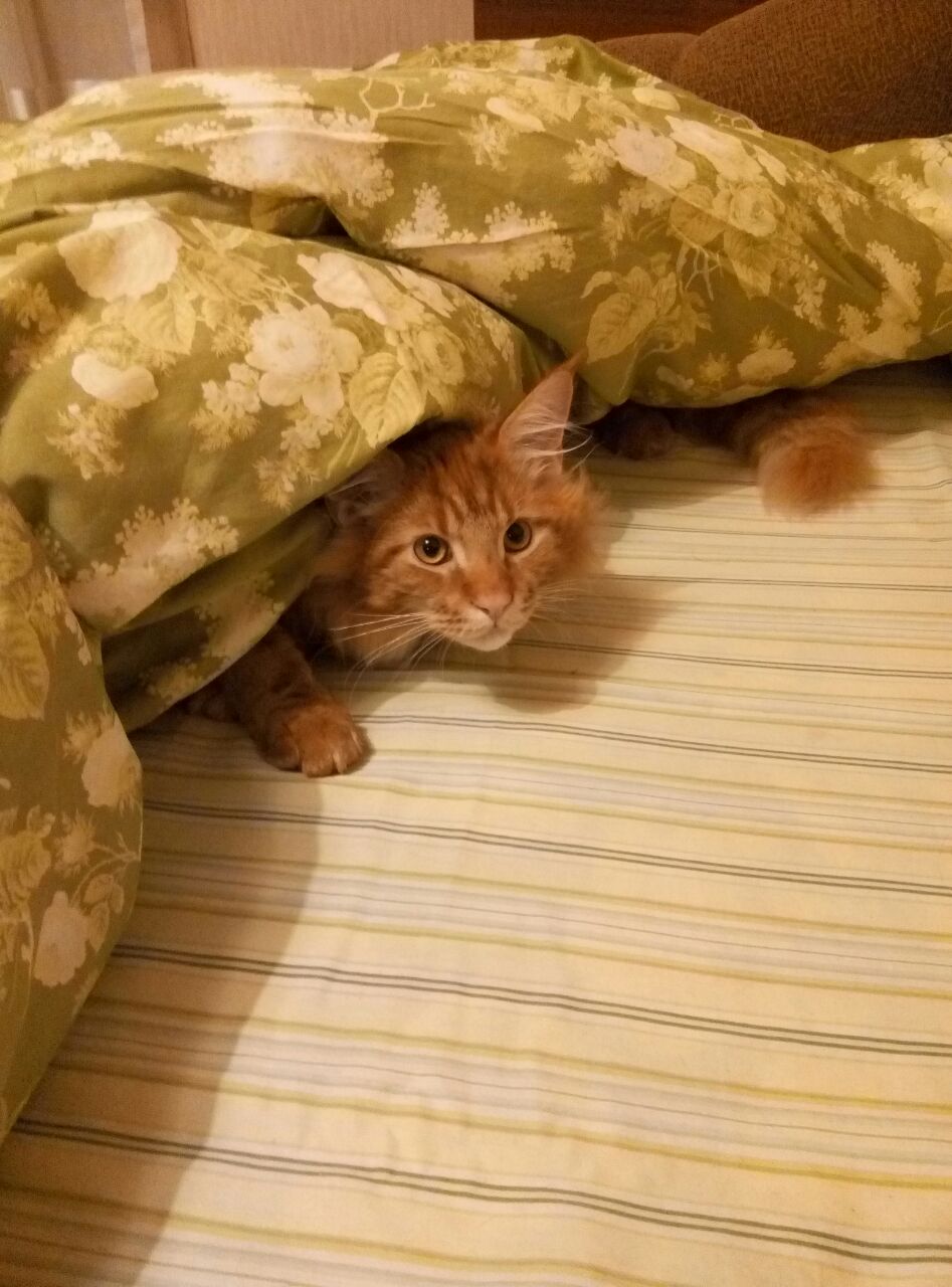 Кот мейн кун Ланселот