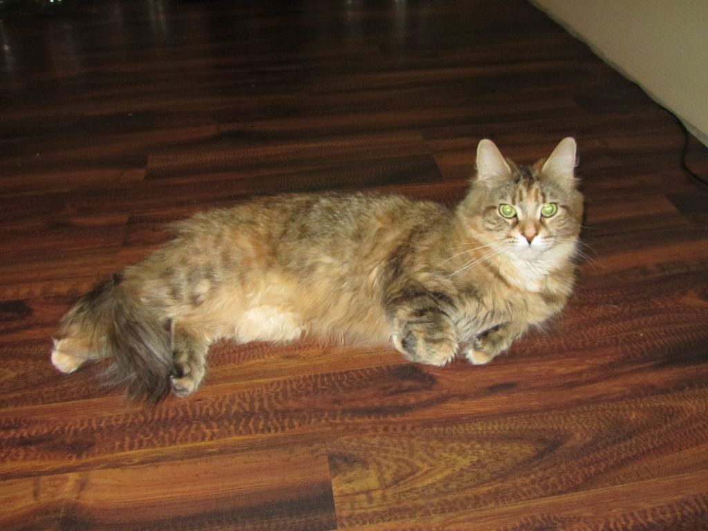 Кошка мейн кун Юки (IMG_0261)