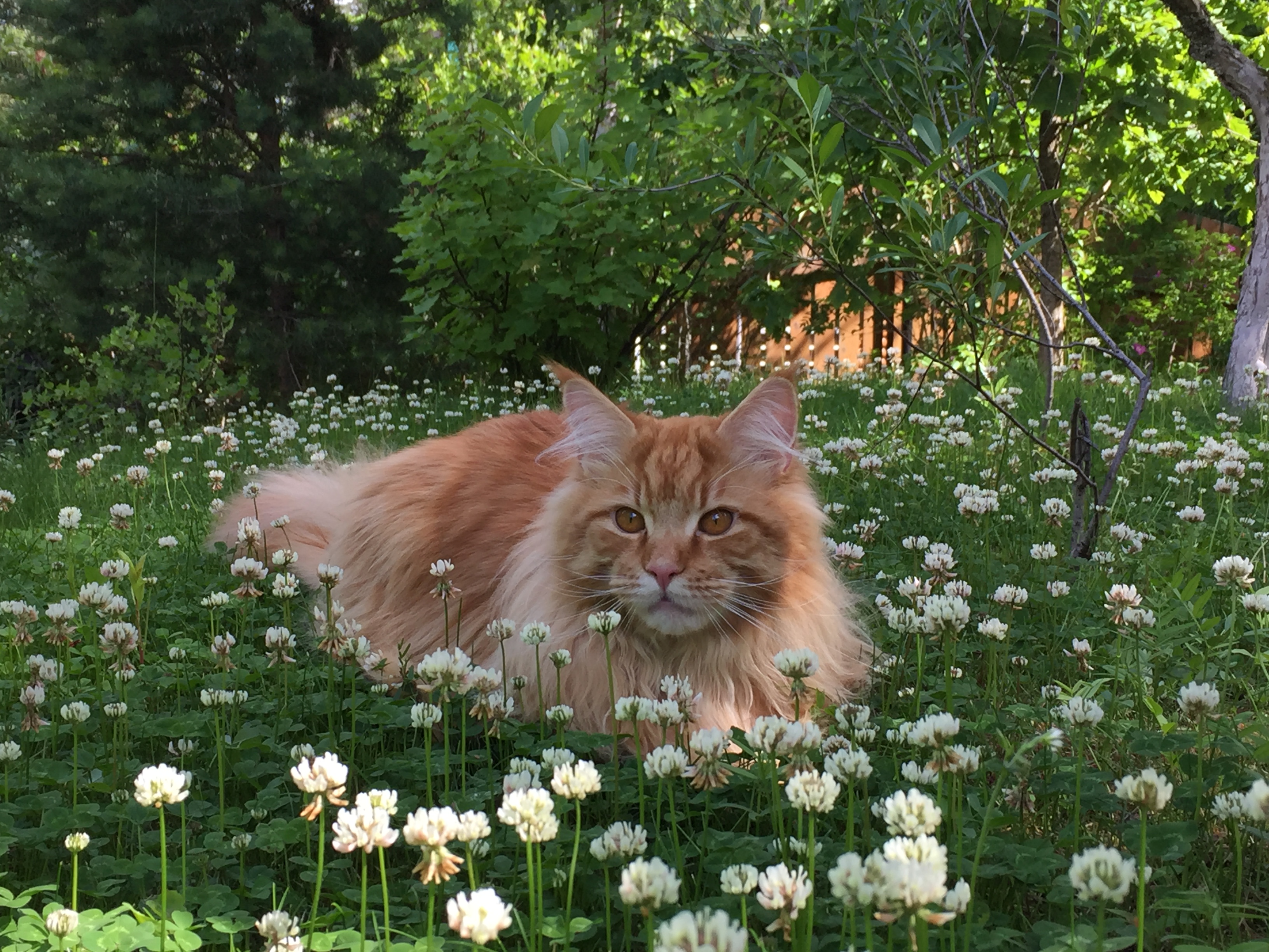 Кот мейн кун Шумми