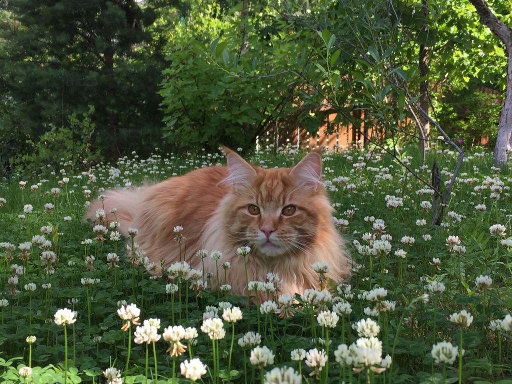 Кот мейн кун Шумми