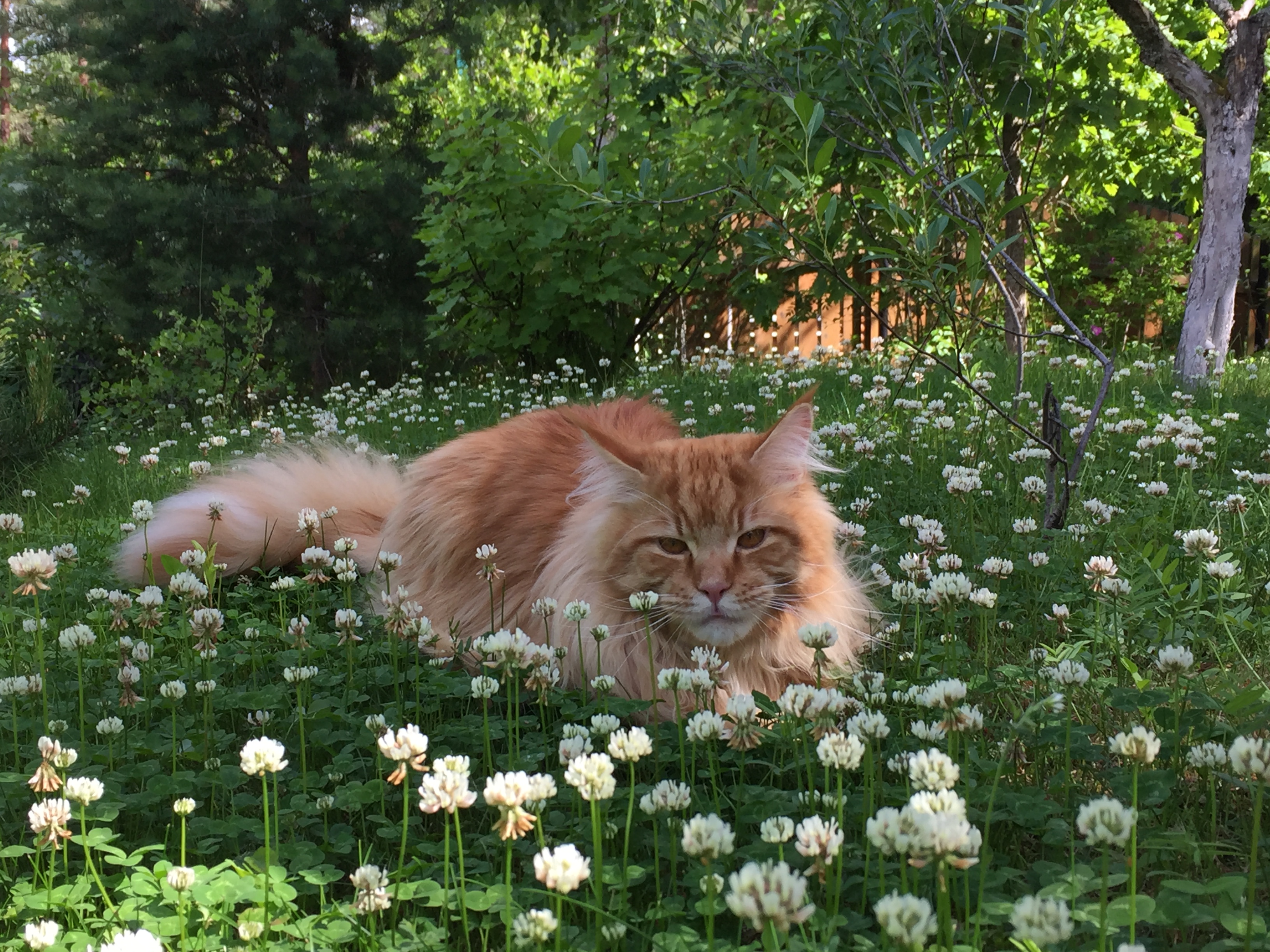 Кот мейн кун Шумми
