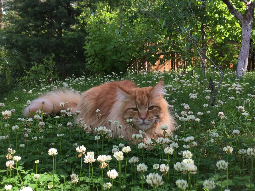 Кот мейн кун Шумми