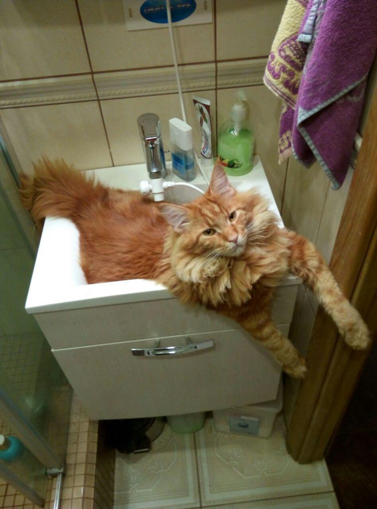 Кот мейн кун Ланселот